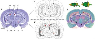 Navigating the Murine Brain: Toward Best Practices for Determining and Documenting Neuroanatomical Locations in Experimental Studies